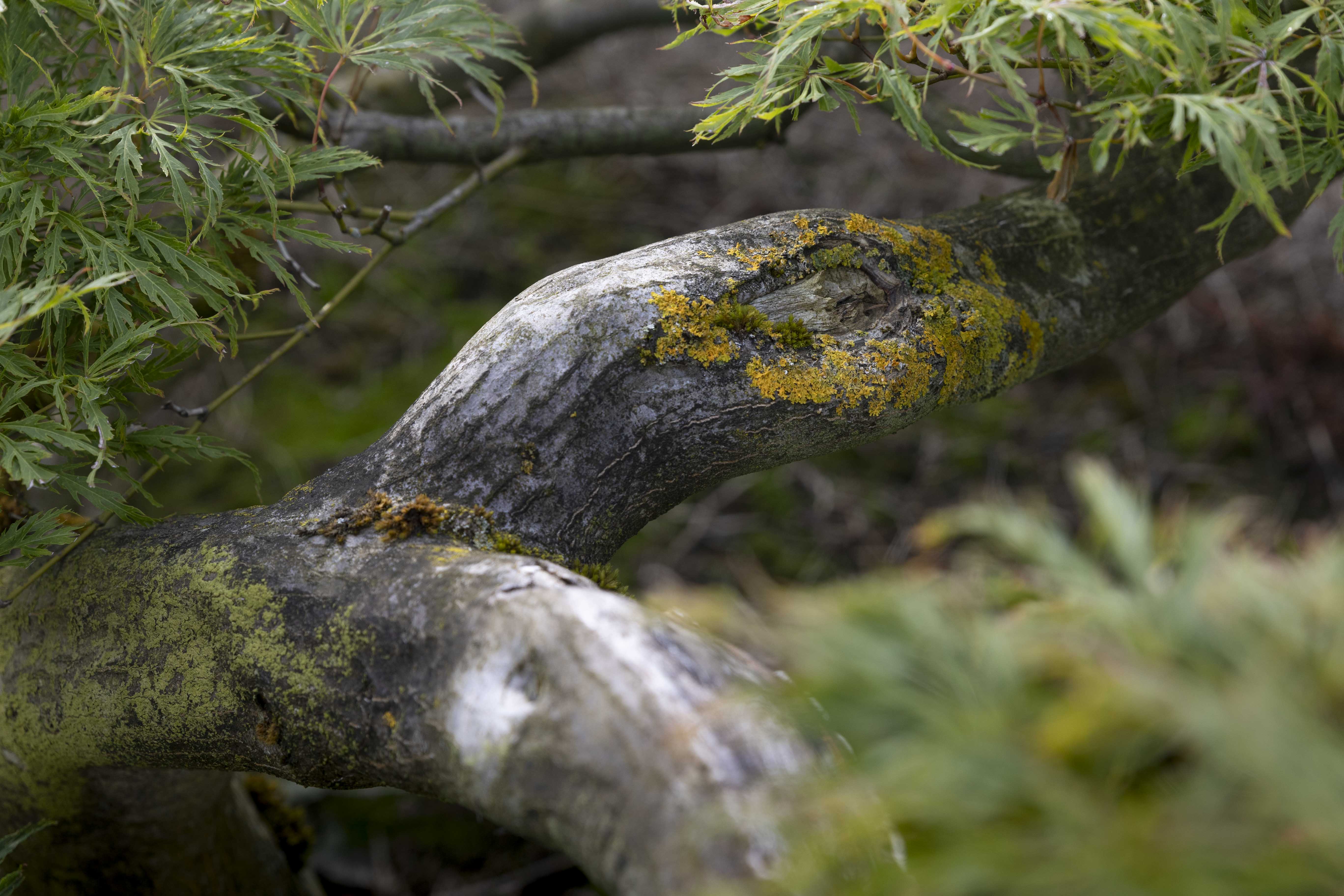 Acer palmatum 'Dissectum' Bonsai 